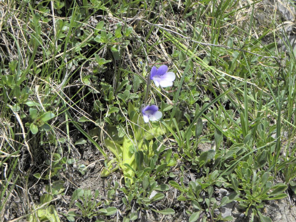 Pinguicula leptoceras / Erba unta bianco-maculata